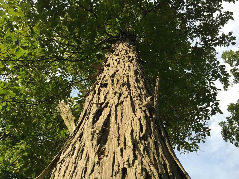 Protection For Hickory Groves Down The Road