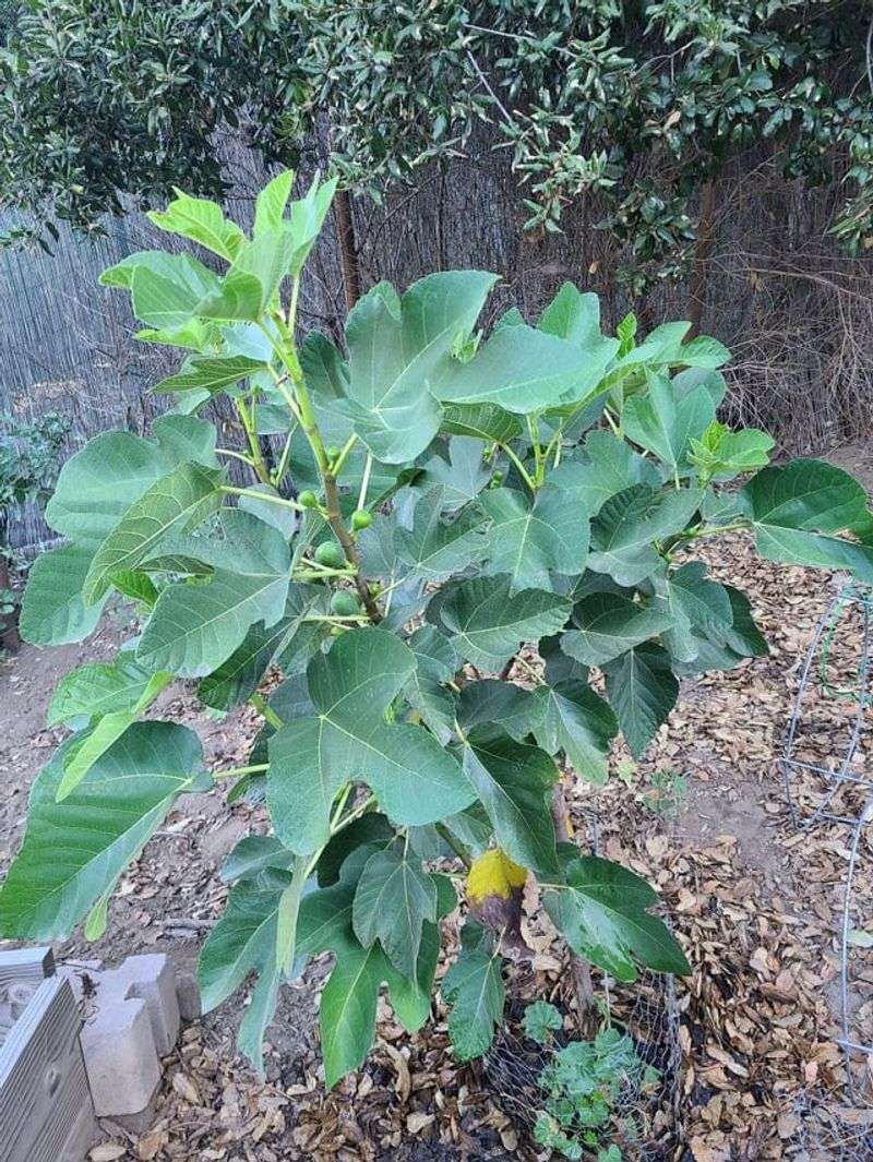 Proven Varieties Suit Backyard Growers