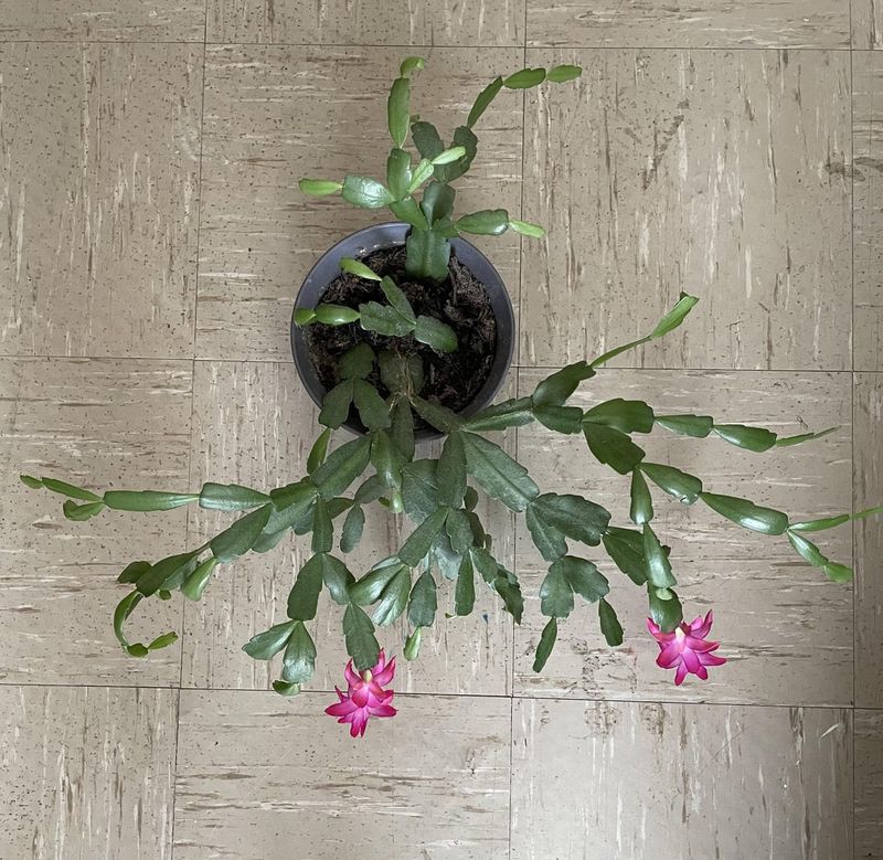 Prune And Repot For Better Blooms Prune And Repot For Better Blooms