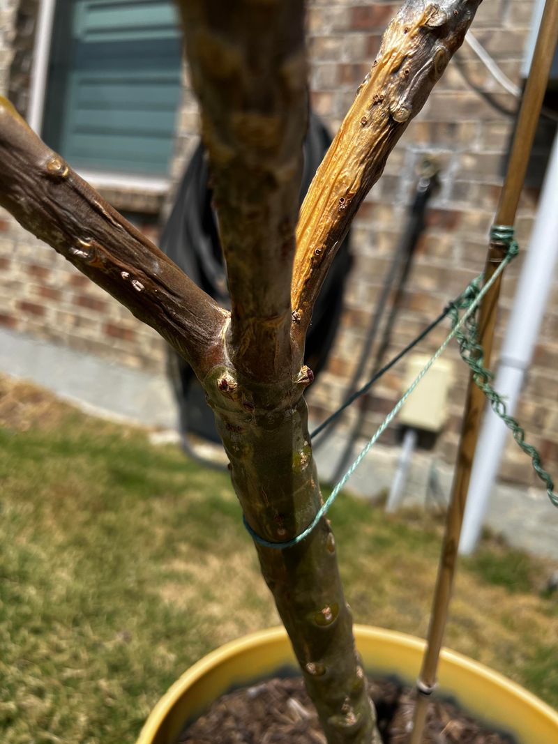 Prune Damaged Wood Anytime