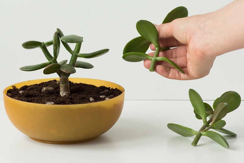 Prune During The Active Growing Season
