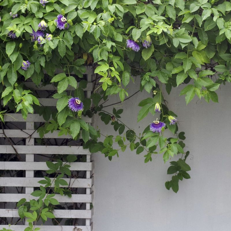 Prune Hard In Late Winter To Control It