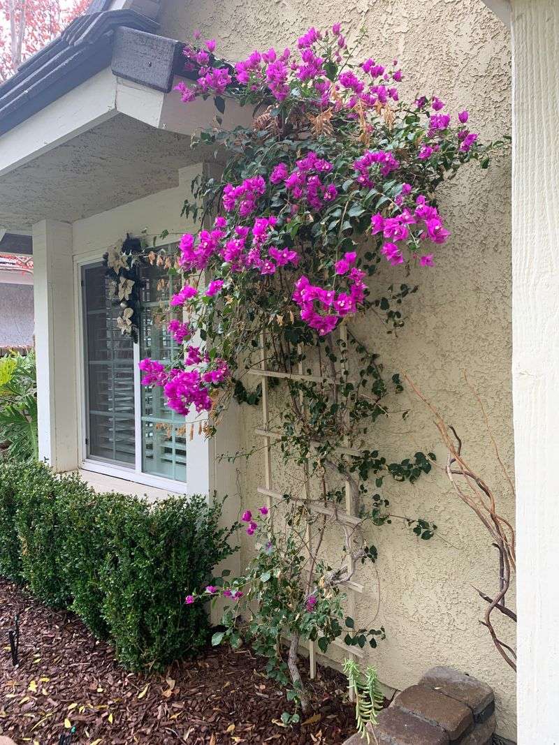 Prune In Late Winter Or Early Spring After It Flowers