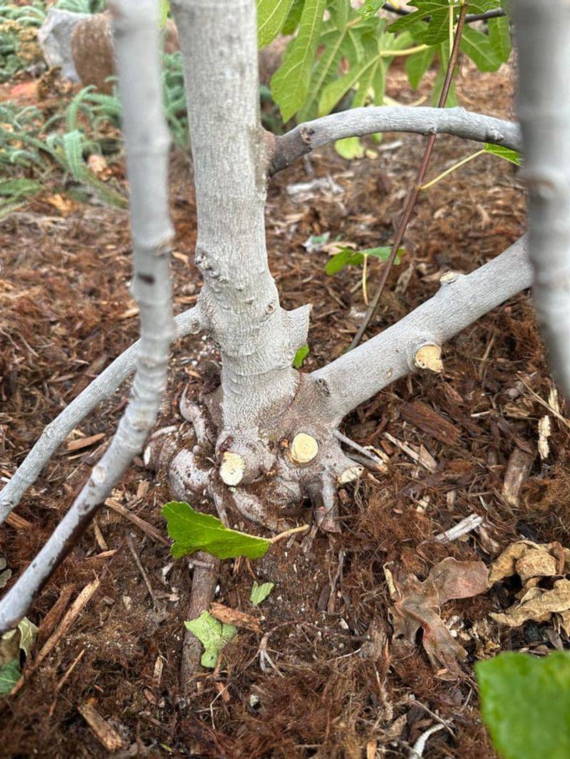 Prune Lightly And Save The Big Cuts For Spring