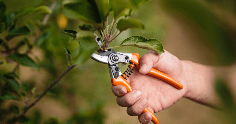 Prune Lower Tree Limbs Off The Ground