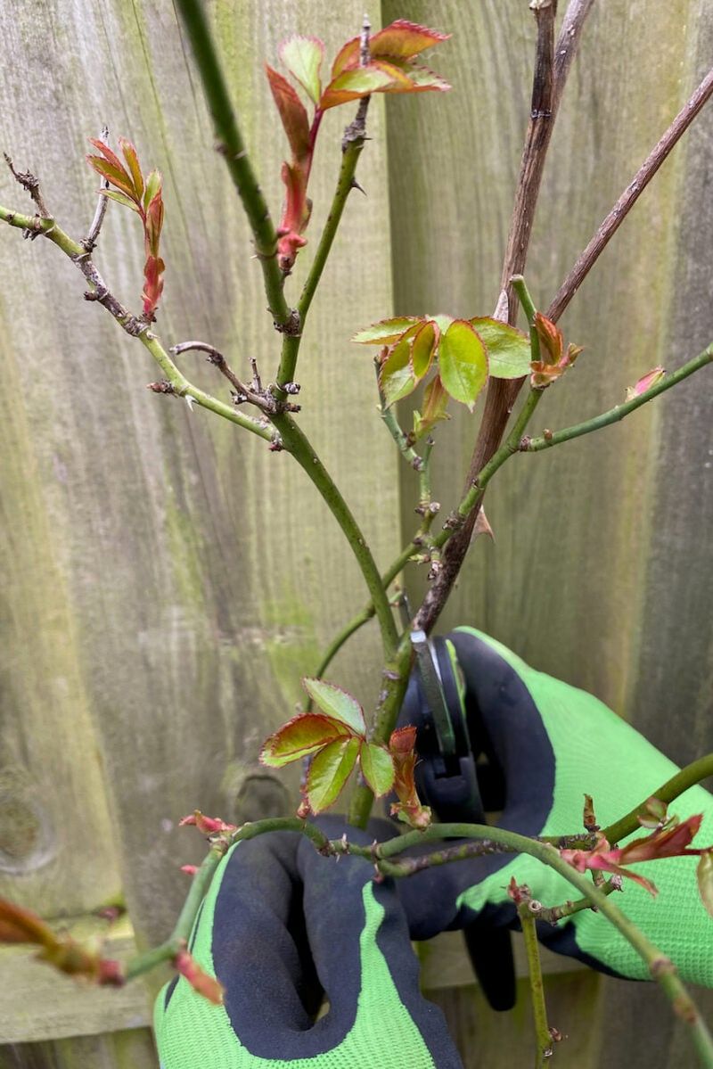 Prune Out Infected Canes