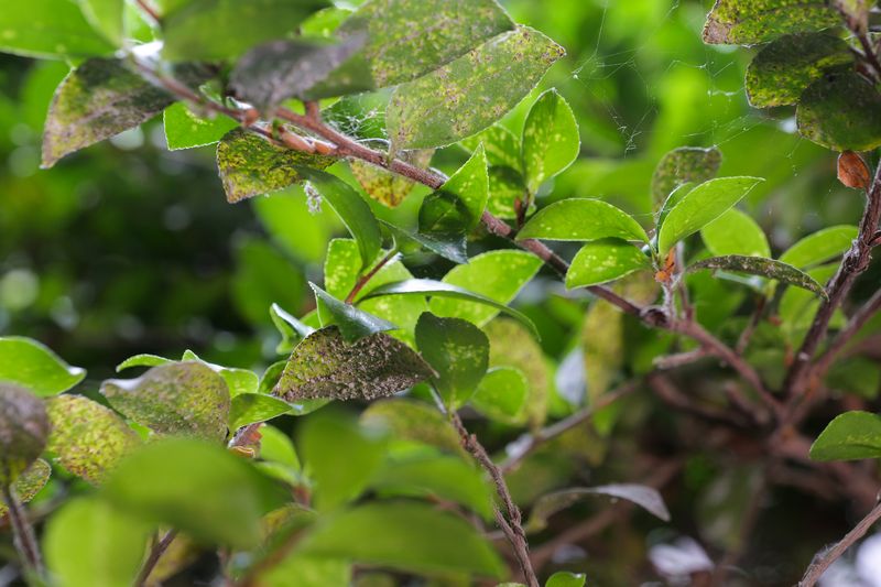 Prune Out The Worst Branches