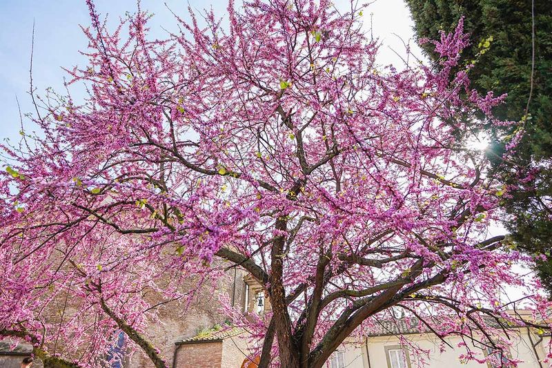 Prune Right After Spring Blooming Instead Prune Right After Spring Blooming Instead