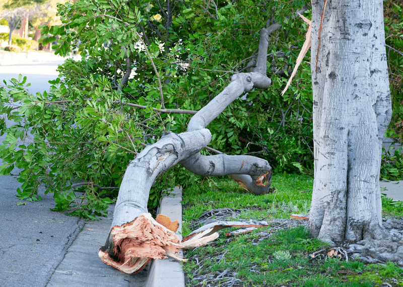 Prune Weak Branches Before The Next Gust Prune Weak Branches Before The Next Gust