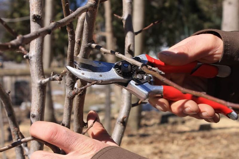 Prune Young Trees To One Leader