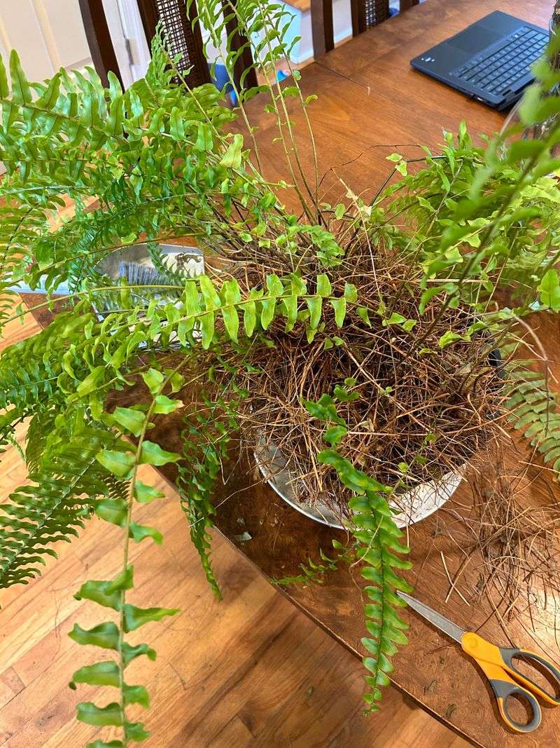 Prune Your Fern Before It Comes Inside Prune Your Fern Before It Comes Inside