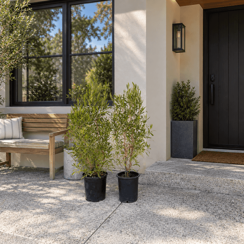 Prune nearby shrubs to see the ground beneath them