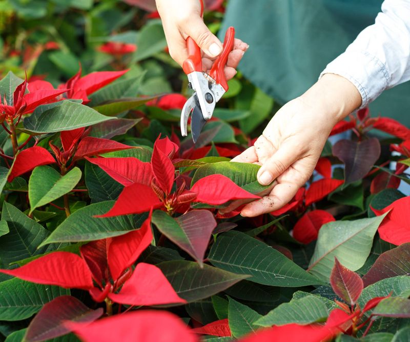 Pruning After Early September Can Mean Less Color At Christmas