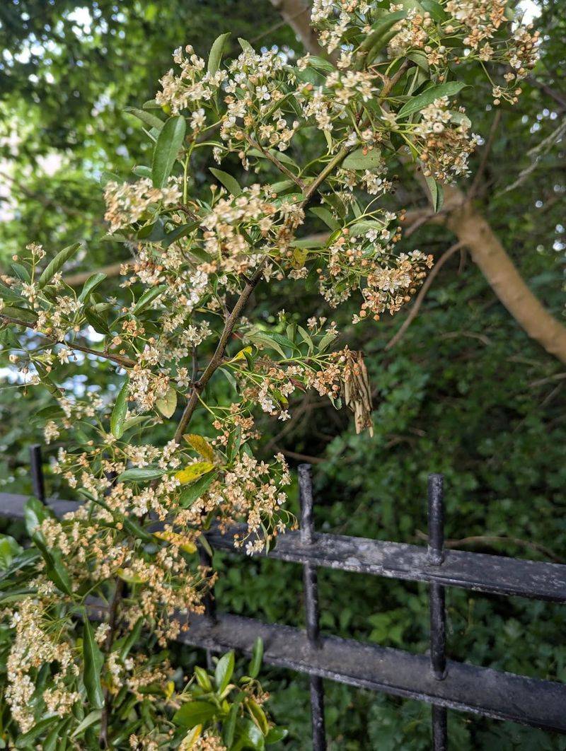 Pruning After Spring Flowering Helps Preserve The Berry Display Pruning After Spring Flowering Helps Preserve The Berry Display