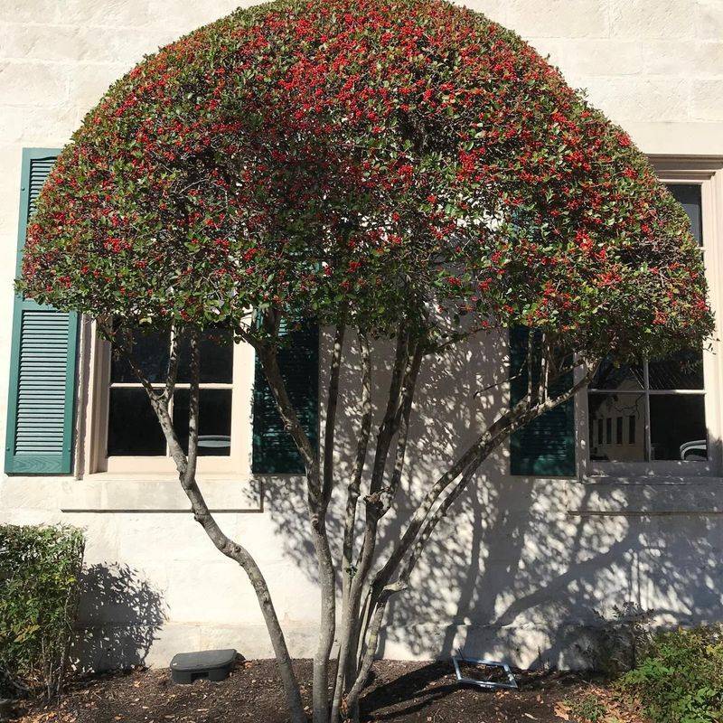 Pruning And Shaping Yaupon