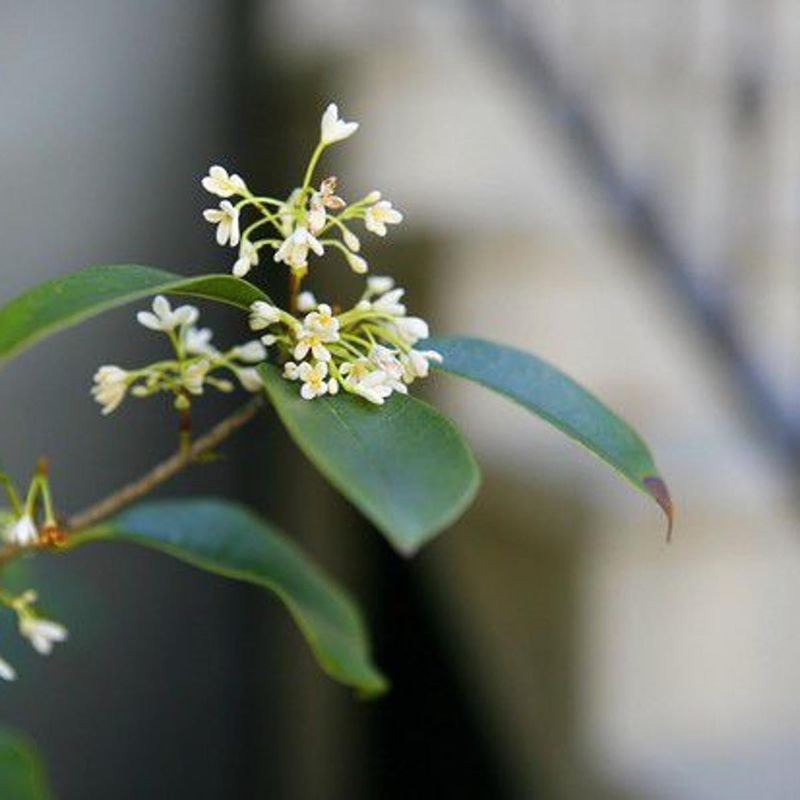 Pruning At The Right Time Protects The Blooms Pruning At The Right Time Protects The Blooms