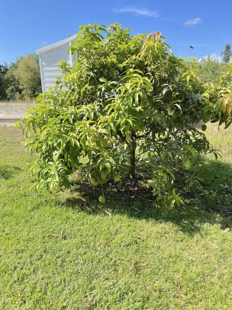 Pruning Close To Bloom Time Can Cost You Flowers