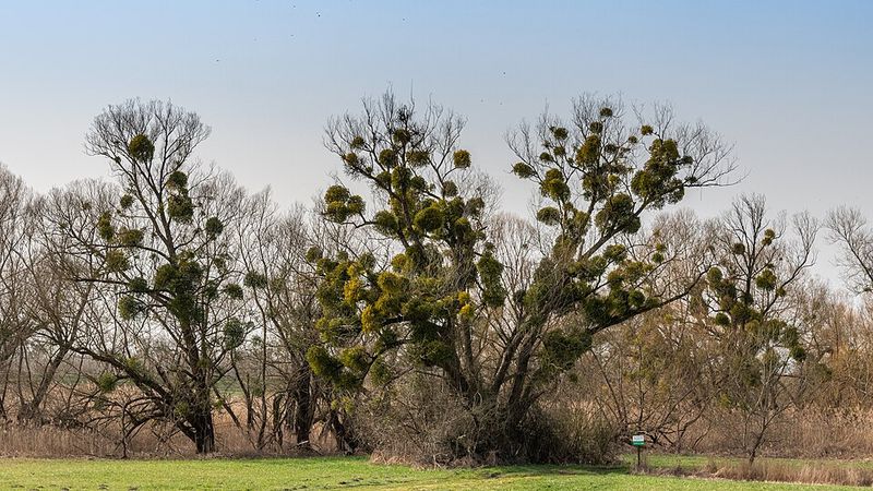 Pruning Cuts That Remove Mistletoe More Effectively