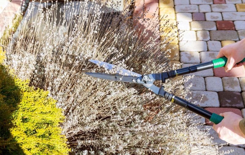 Pruning Every Year Keeps Plants Compact And Full Pruning Every Year Keeps Plants Compact And Full