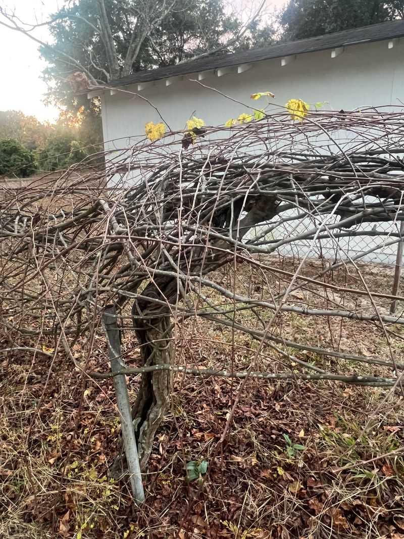 Pruning In Late Winter Fits The Vine's Natural Cycle Pruning In Late Winter Fits The Vine's Natural Cycle