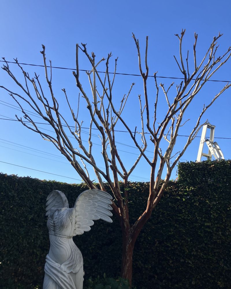 Pruning Now Instead Of Waiting Until Late Winter Pruning Now Instead Of Waiting Until Late Winter