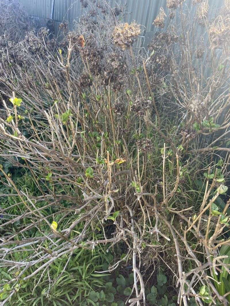 Pruning Now Removes Those Buds Pruning Now Removes Those Buds
