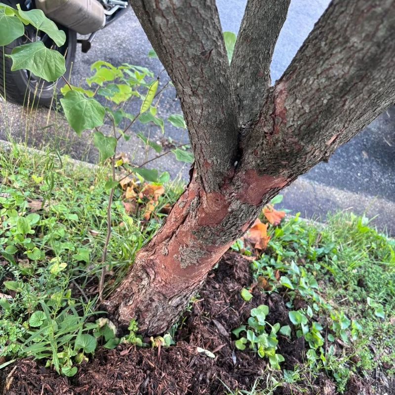 Pruning Wounds Can Invite Problems Pruning Wounds Can Invite Problems