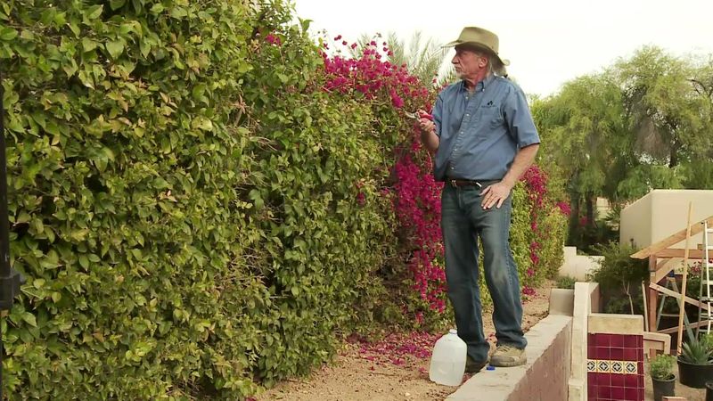 Pruning at the Wrong Time of Year