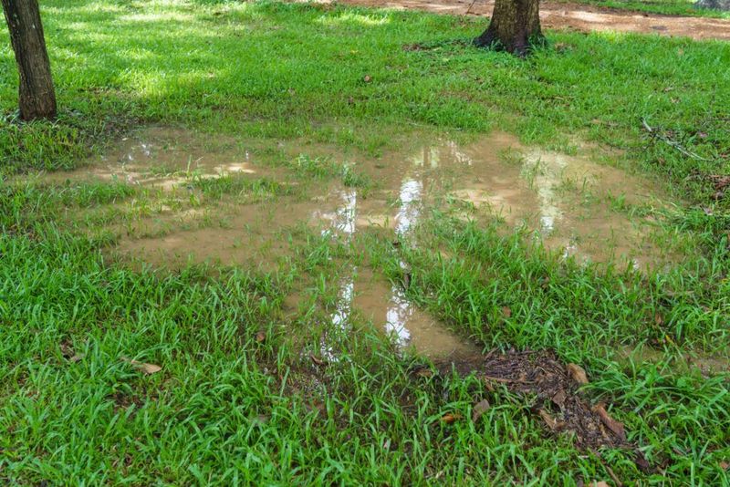 Puddles That Soak In Fast Show Your Soil Is Waking Up Puddles That Soak In Fast Show Your Soil Is Waking Up