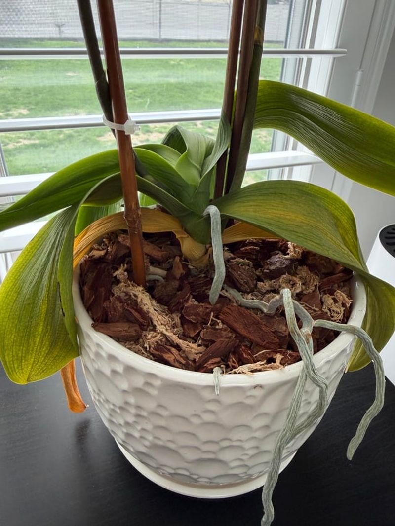 Pull Away Yellowing Lower Leaves Gently