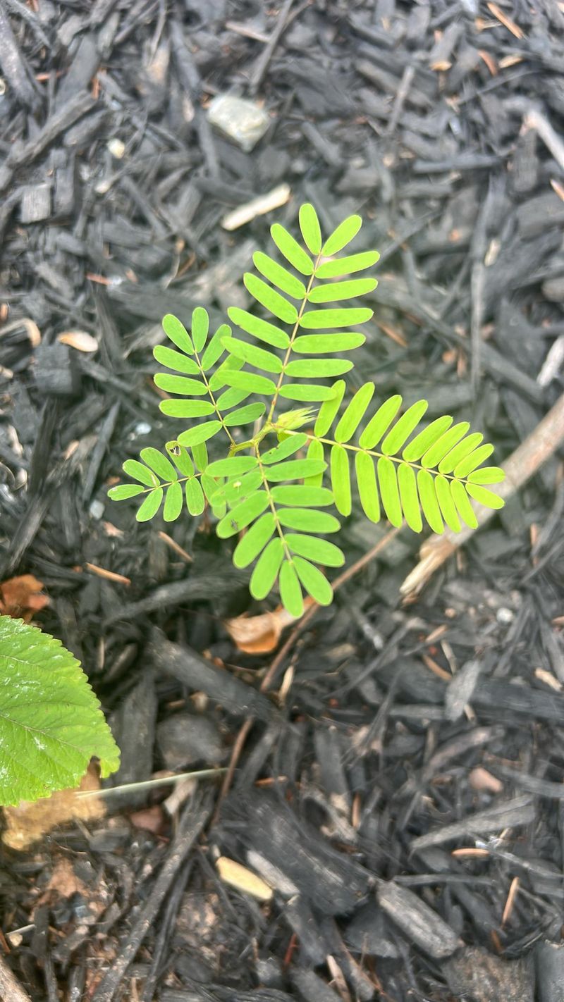 Pull It Early And Leave The Soil On The Roots Pull It Early And Leave The Soil On The Roots
