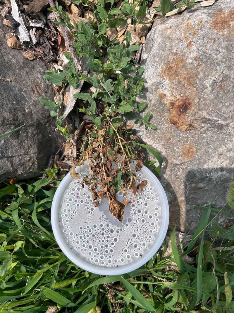 Pull New Shoots Weekly To Drain The Roots Pull New Shoots Weekly To Drain The Roots