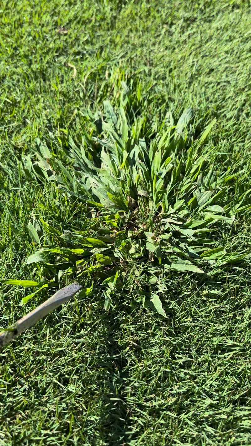 Pull Or Treat Young Plants Before They Seed