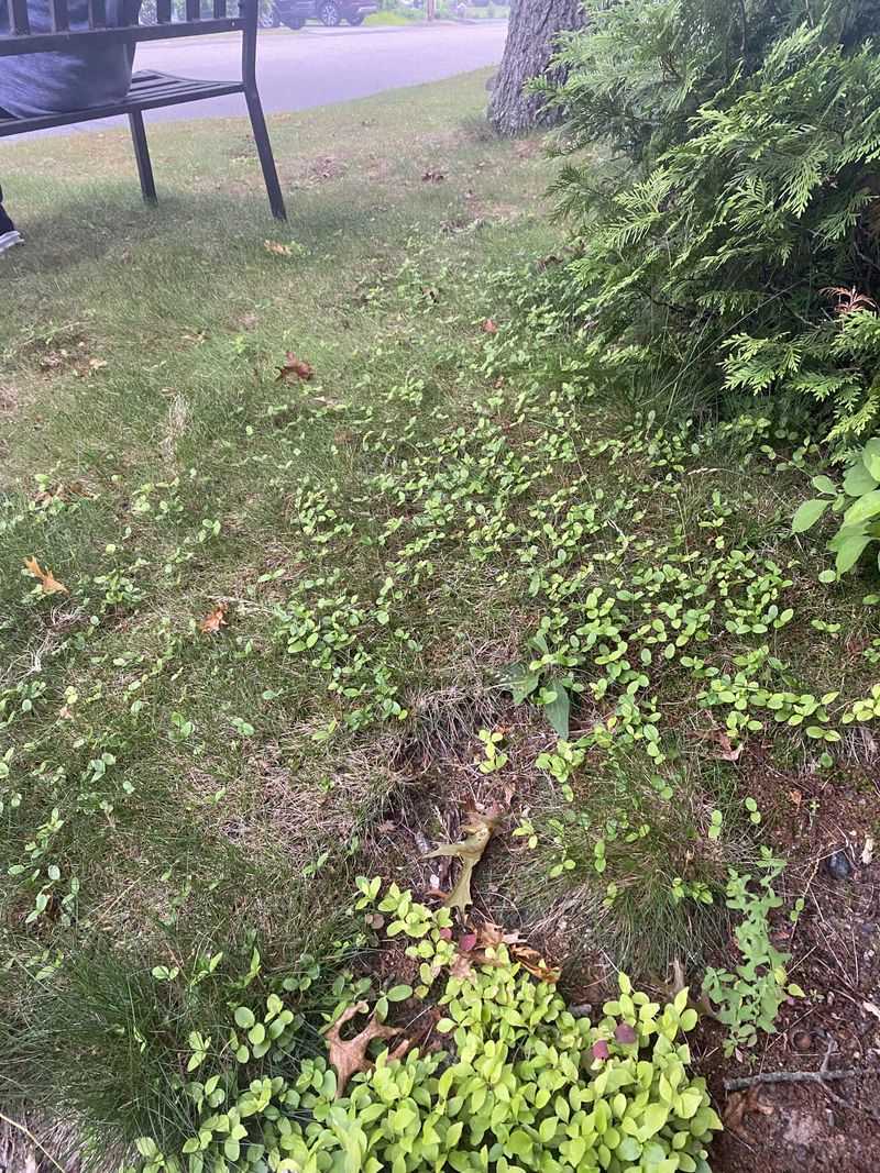 Pull Seedlings While They're Small Pull Seedlings While They're Small