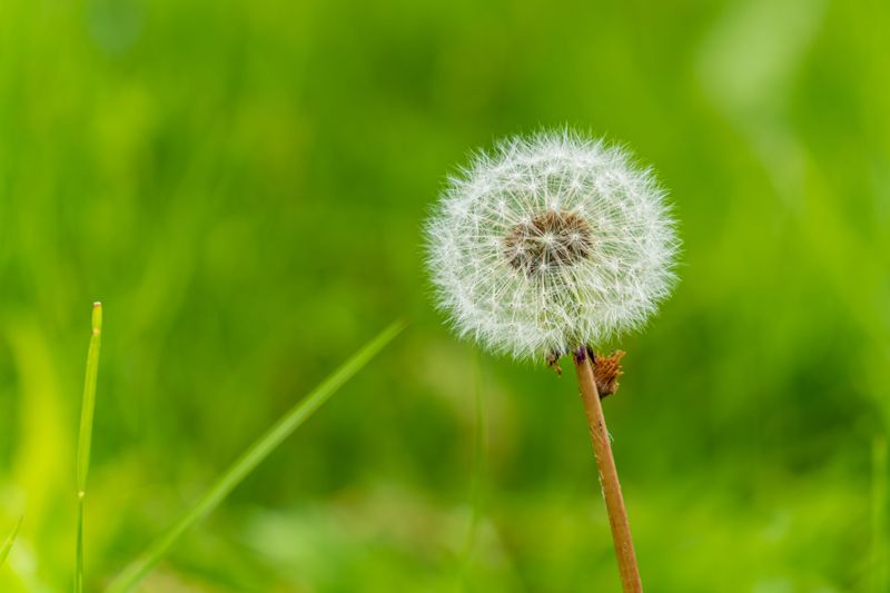 Pull The Weeds Before They Seed