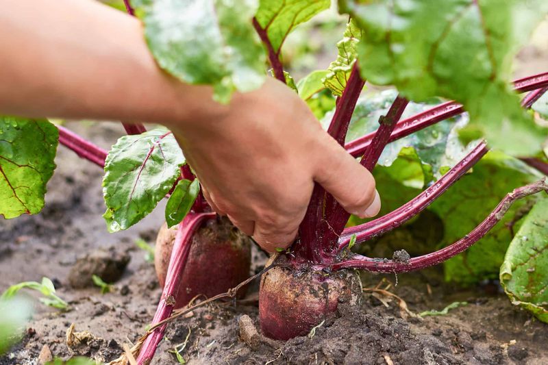 Pull Them Gently To Keep Every Root Juicy