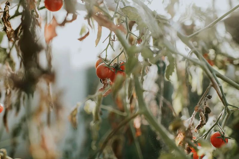 Pull Those Tired Tomato Vines 