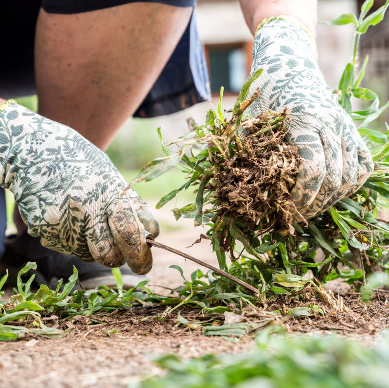 Pull Weeds Before They Set Seed