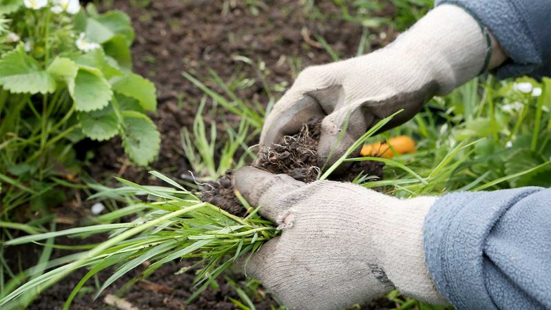 Pull Weeds By Hand Until It Fills In
