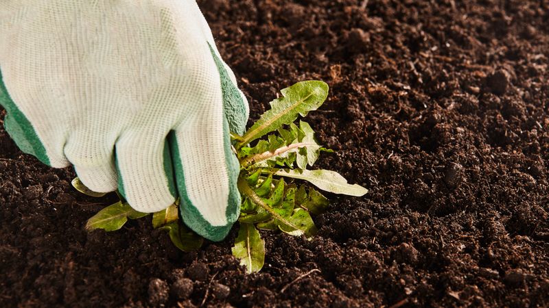 Pull Weeds When The Soil Is Moist Pull Weeds When The Soil Is Moist