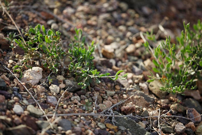 Pull Weeds While They're Small