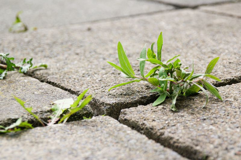 Pull Weeds While They're Young Pull Weeds While They're Young