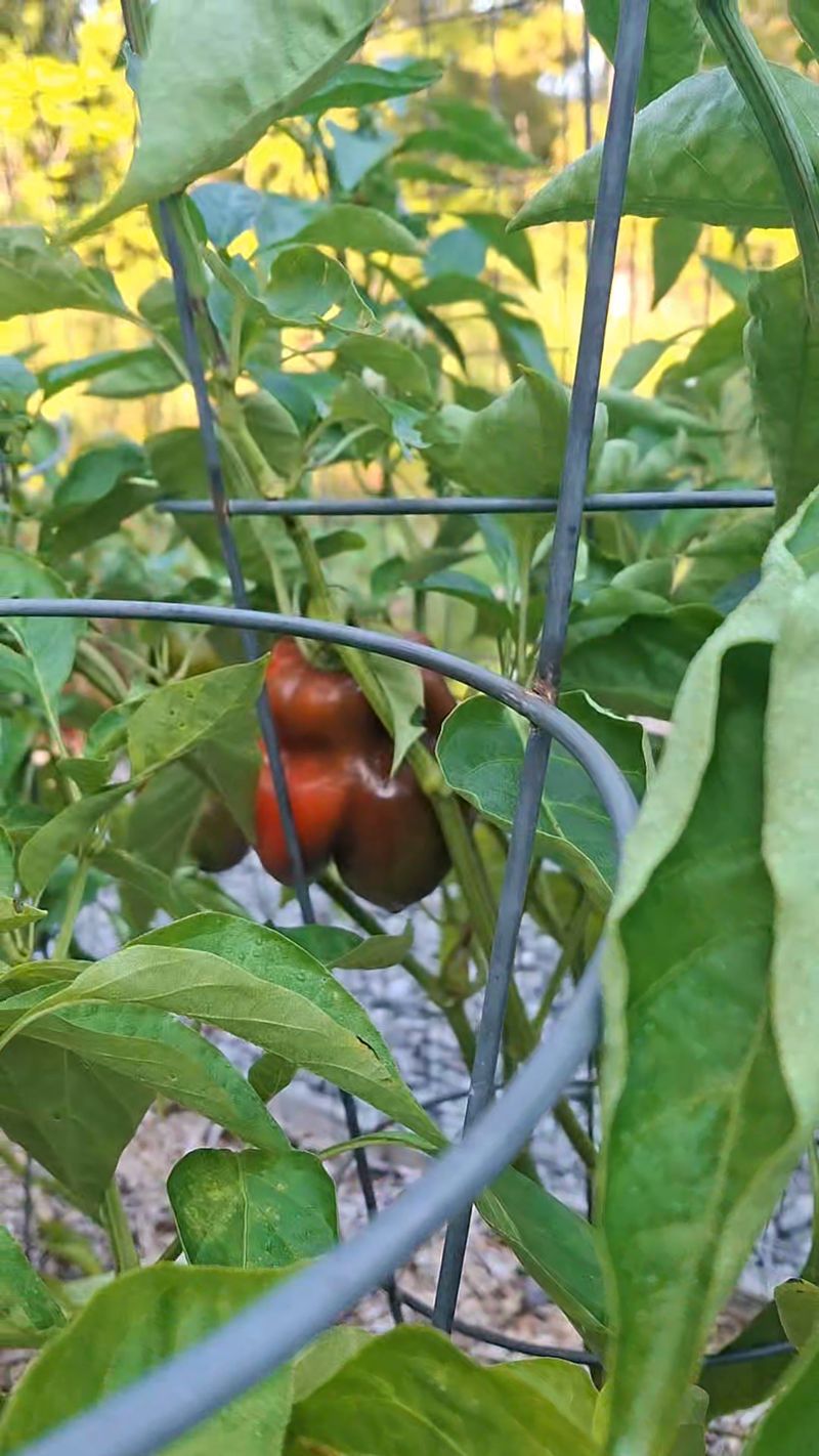 Pull Whole Plants And Hang Them Pull Whole Plants And Hang Them