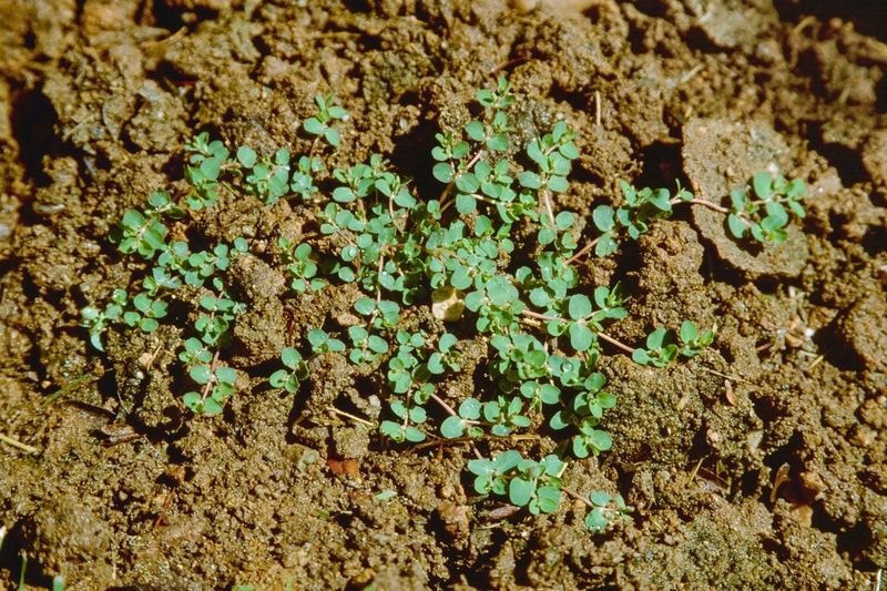 Pull young plants before they produce seeds
