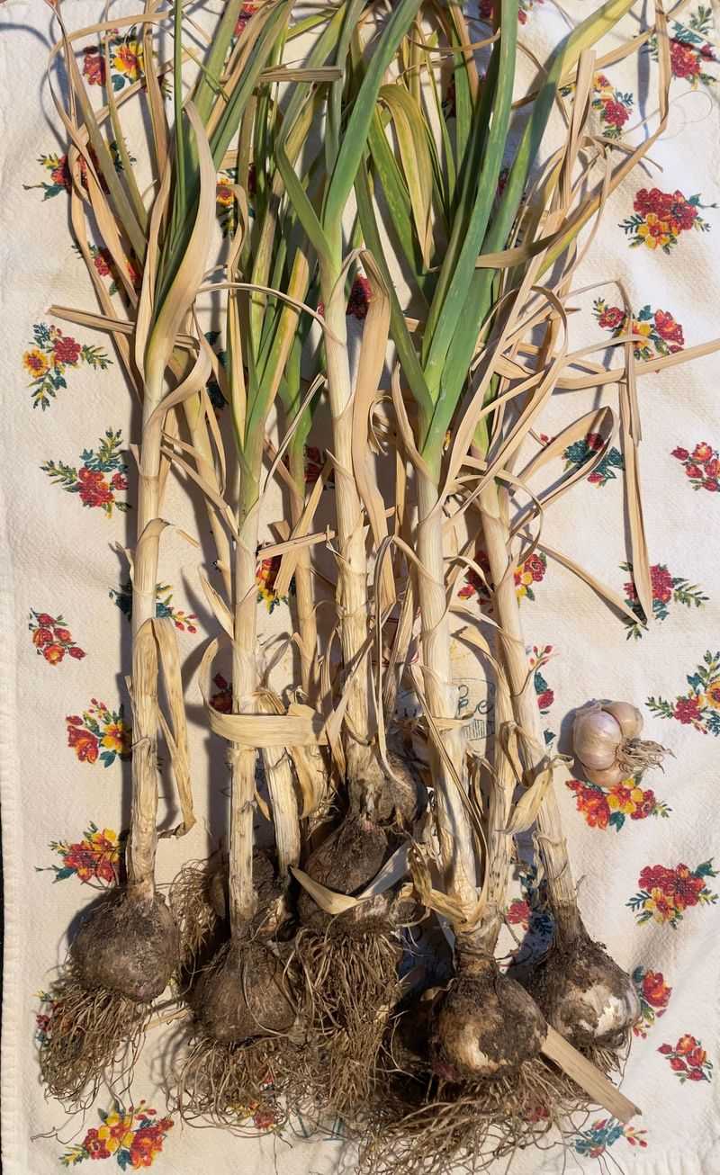 Pulling Bulbs Before Enough Leaves Turn Brown Pulling Bulbs Before Enough Leaves Turn Brown