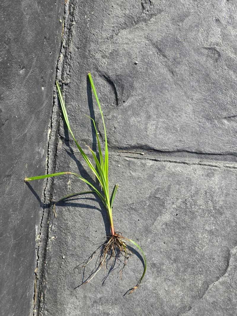 Pulling Leaves Tubers Behind In The Soil