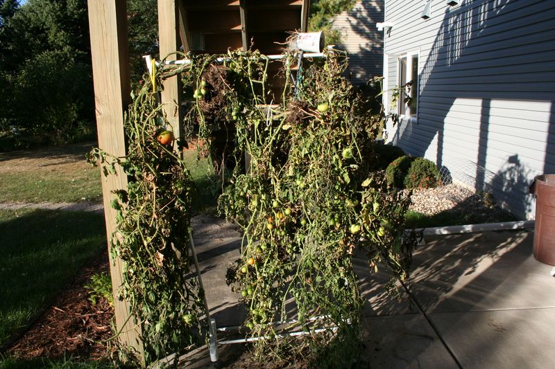 Pulling Whole Plants Can Help Fruit Finish