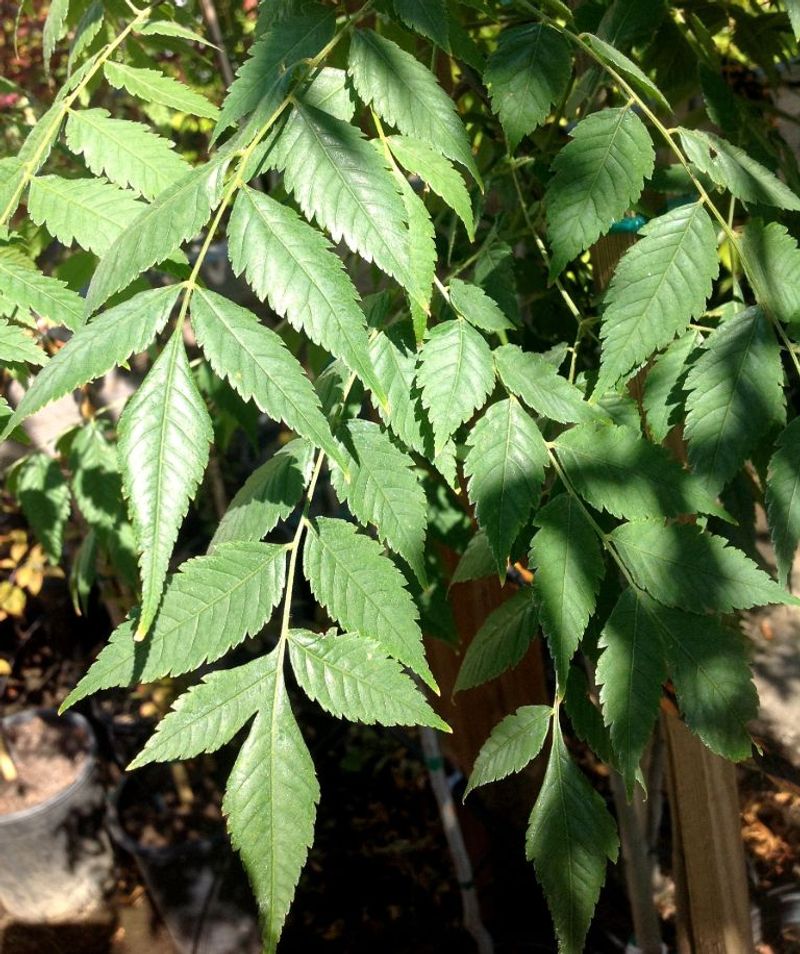 Pulling Young Seedlings Early Saves A Tougher Job Later