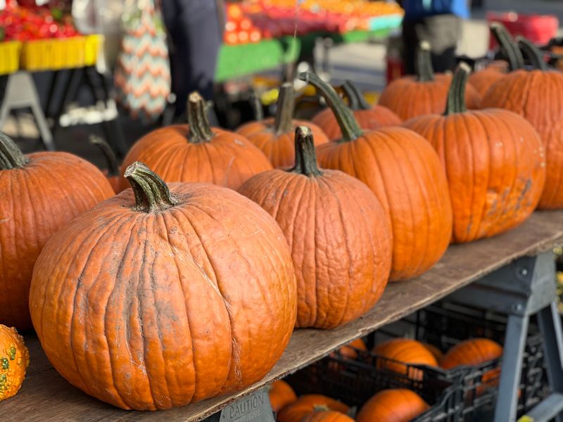 Pumpkins Bring Fall Magic Pumpkins Bring Fall Magic