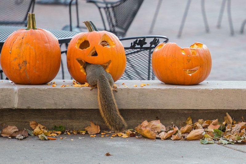 Pumpkins Smell Like A Free Buffet Pumpkins Smell Like A Free Buffet